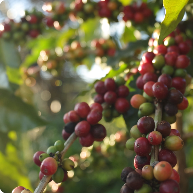 Carica video: